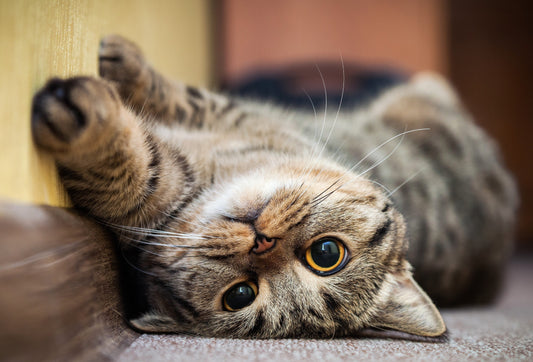 Jitesh & Jitesh's Simba Cat Stories
