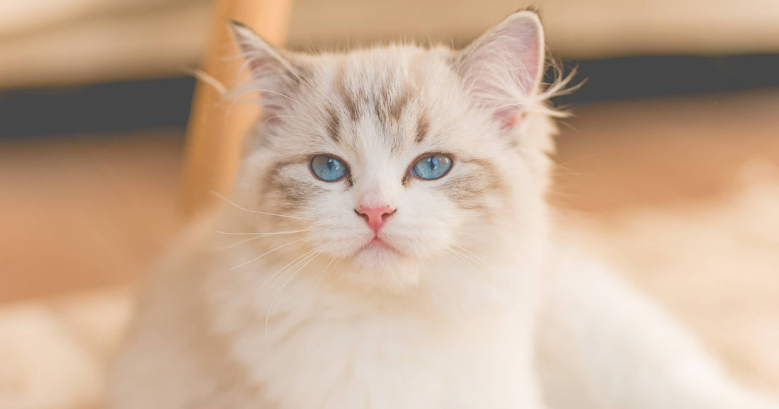 Sneha & Sneha's Cherry Cat Stories