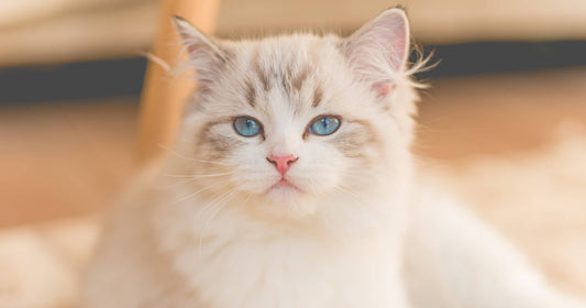 Sneha & Sneha's Cherry Cat Stories