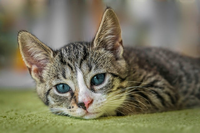 Kavya & Kavya's Luna Cat Stories