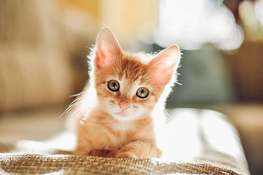 Krunal & Krunal's Bhuri Cat Stories